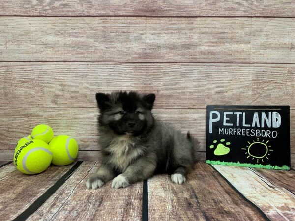 Keeshond-DOG-Male-Silver / Black-855-Petland Nashville, Tennessee
