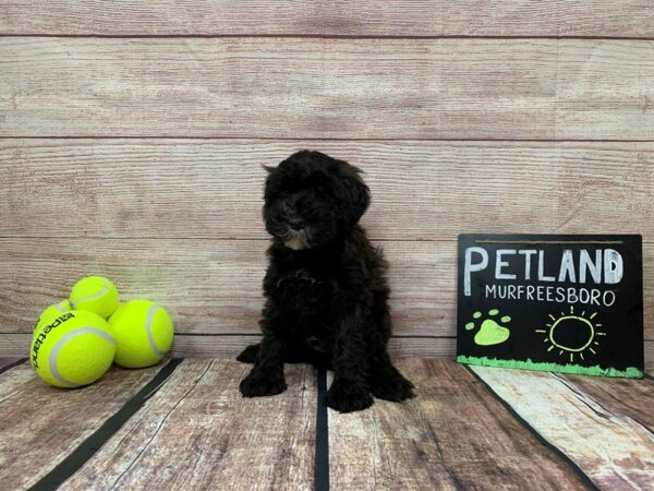Mini Whoodle DOG Male Black Sable 848 Petland Nashville, Tennessee