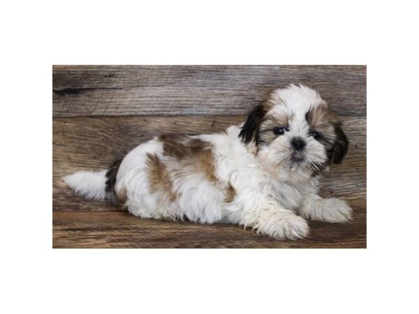 Shih Tzu DOG Female Gold / White 862 Petland Nashville, Tennessee
