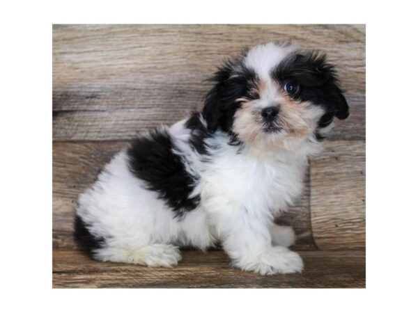 Teddy Bear-DOG-Male-Black / White-863-Petland Nashville, Tennessee