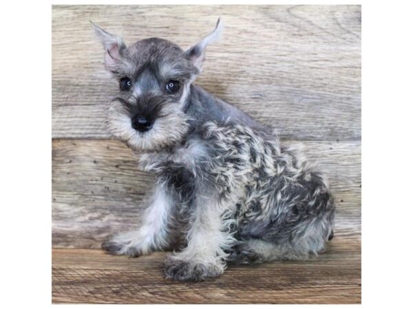 Miniature Schnauzer DOG Male Salt / Pepper 864 Petland Nashville, Tennessee