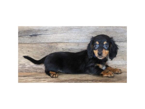 Dachshund DOG Male Black / Tan 865 Petland Nashville, Tennessee