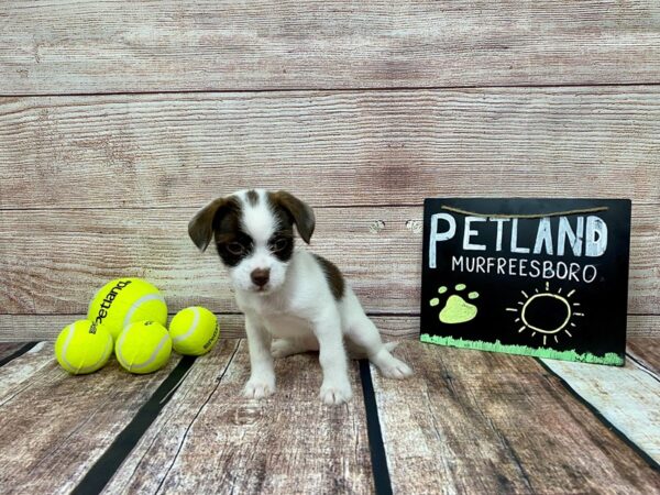 Chi-Tzu-DOG-Female-Brown / White-873-Petland Nashville, Tennessee
