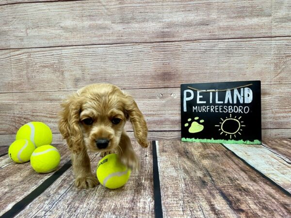 Cockapoo DOG Male Buff 875 Petland Nashville, Tennessee