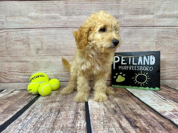 F1B Mini Goldendoodle-DOG-Male-Apricot-874-Petland Nashville, Tennessee