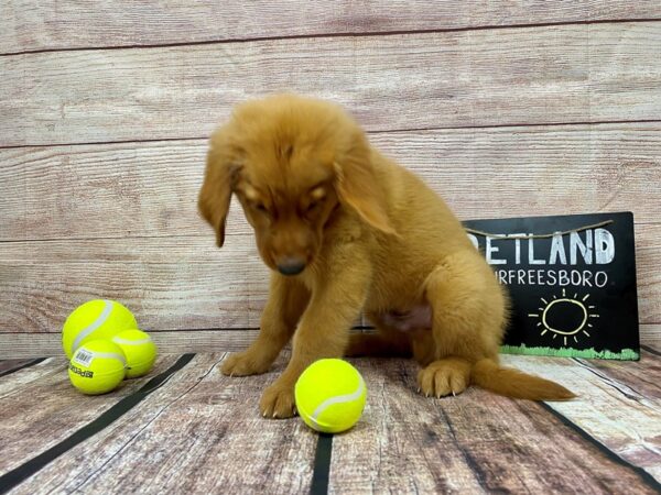 Golden Retriever DOG Male Golden 876 Petland Nashville, Tennessee