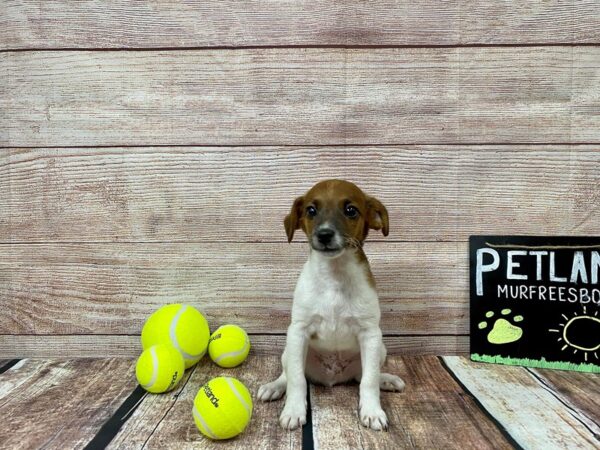 Jack Rat-DOG-Male-Brown / White-880-Petland Nashville, Tennessee