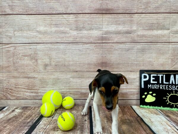 Jack Rat DOG Female Tri 881 Petland Nashville, Tennessee