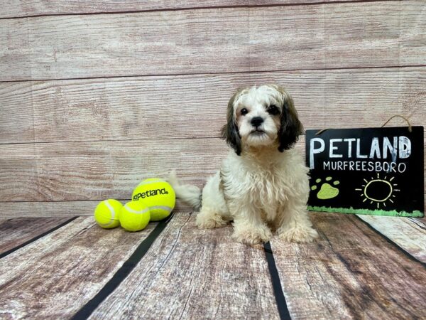Teddy Bear-DOG-Male-Brown / White-842-Petland Nashville, Tennessee