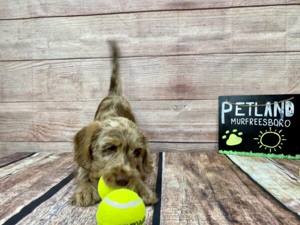 Mini Labradoodle DOG Male Chocolate Merle 872 Petland Nashville, Tennessee
