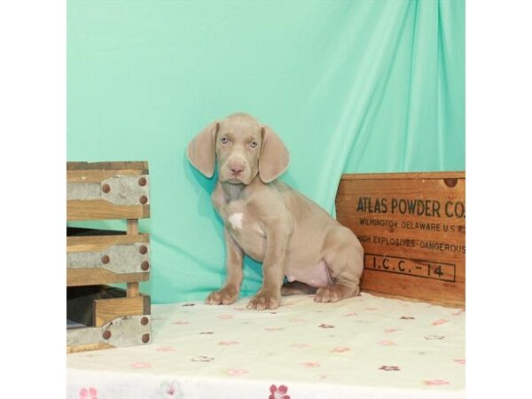 Weimaraner DOG Female Silver Gray 887 Petland Nashville, Tennessee