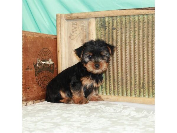 Yorkshire Terrier DOG Male Black / Tan 901 Petland Nashville, Tennessee