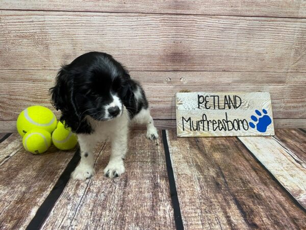 Cockatese-DOG-Male-Black / White-903-Petland Nashville, Tennessee