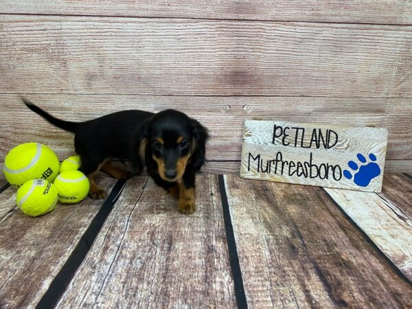 Dachshund DOG Male Black / Tan 894 Petland Nashville, Tennessee