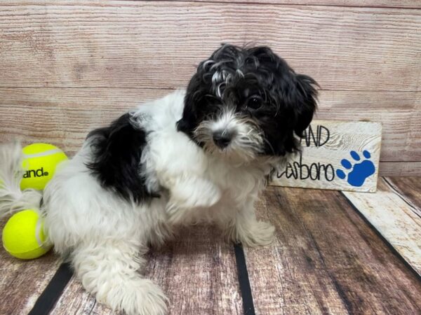 Havanese Mix DOG Male White / Black 856 Petland Nashville, Tennessee