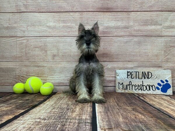 Miniature Schnauzer-DOG-Male-Salt / Pepper-920-Petland Nashville, Tennessee