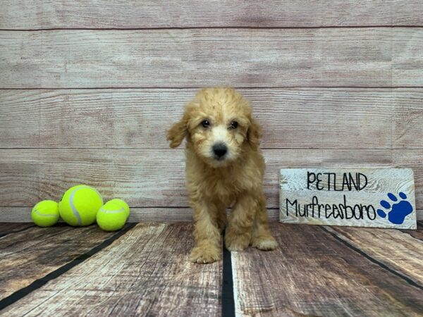 2nd Generation Mini Goldendoodle DOG Female Cream 918 Petland Nashville, Tennessee