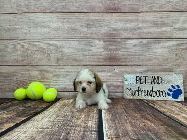 Bea-Tzu-DOG-Female-Brown / White-916-Petland Nashville, Tennessee