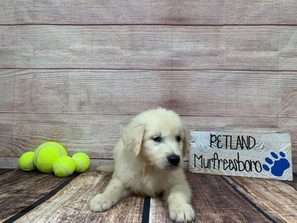 Golden Retriever-DOG-Male-English Cream-915-Petland Nashville, Tennessee