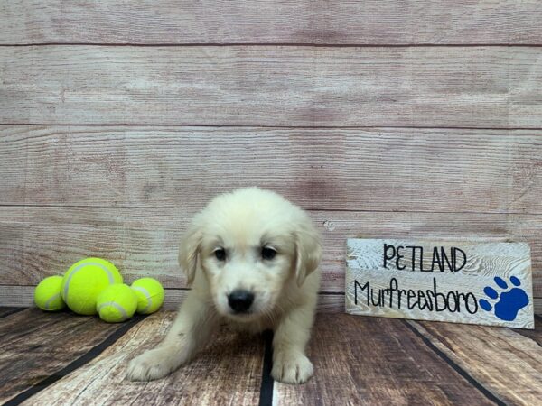 Golden Retriever-DOG-Male-English Cream-912-Petland Nashville, Tennessee