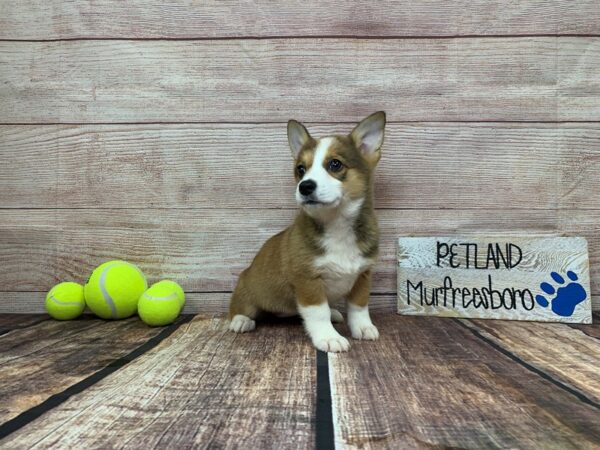 Pembroke Welsh Corgi-DOG-Female-Red / White-910-Petland Nashville, Tennessee