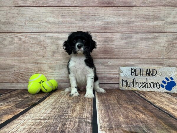 Cockatese-DOG-Male-Black / White-904-Petland Nashville, Tennessee