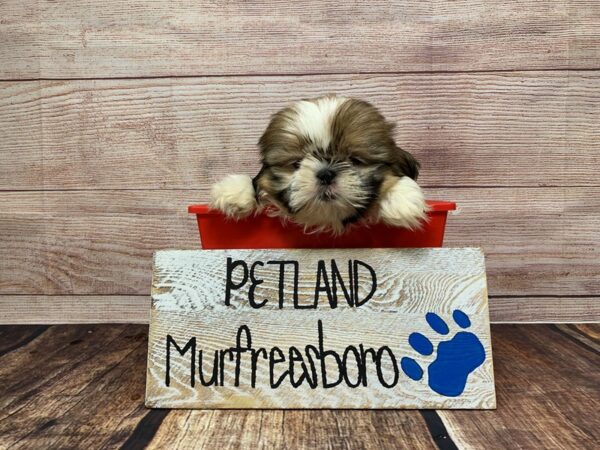 Shih Tzu-DOG-Male-Brown / White-924-Petland Nashville, Tennessee