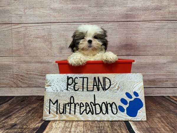 Shih Tzu-DOG-Female-Brown / White-925-Petland Nashville, Tennessee
