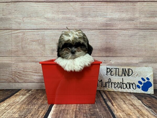 Shih Tzu-DOG-Female-White / Gold-885-Petland Nashville, Tennessee