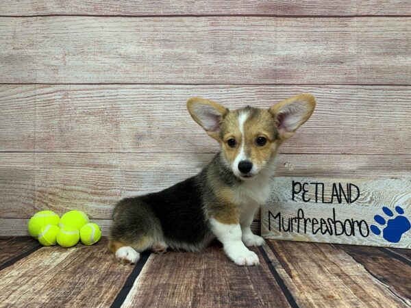 Pembroke Welsh Corgi-DOG-Female-Tri-Colored-888-Petland Nashville, Tennessee