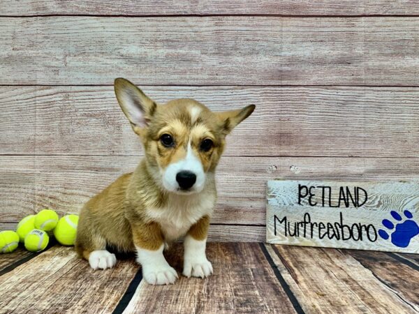 Pembroke Welsh Corgi-DOG-Female-Red / White-911-Petland Nashville, Tennessee