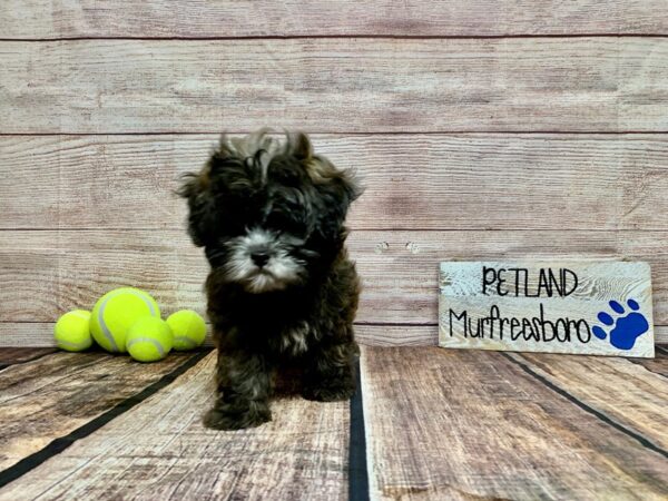 Shihpoo-DOG-Female-Brindle-900-Petland Nashville, Tennessee