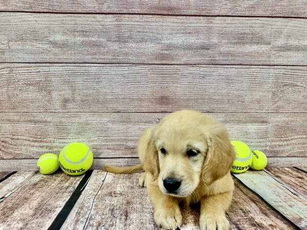 Golden Retriever DOG Male Golden 838 Petland Nashville, Tennessee