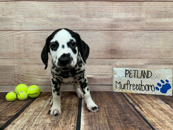 Dalmatian-DOG-Female-Black / White-936-Petland Nashville, Tennessee