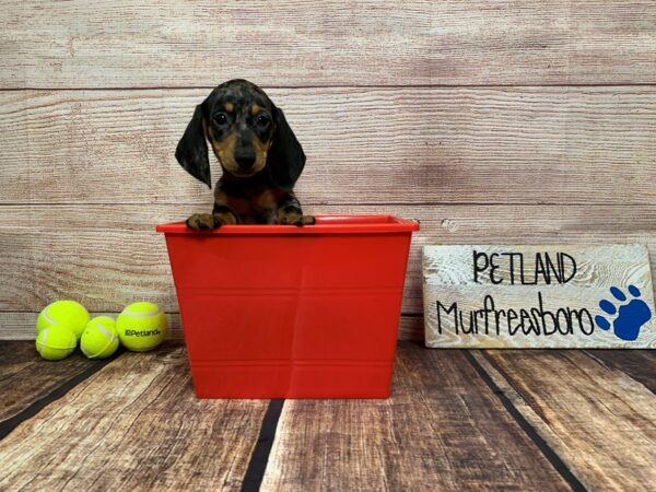 Dachshund-DOG-Male-Black / Silver-928-Petland Nashville, Tennessee