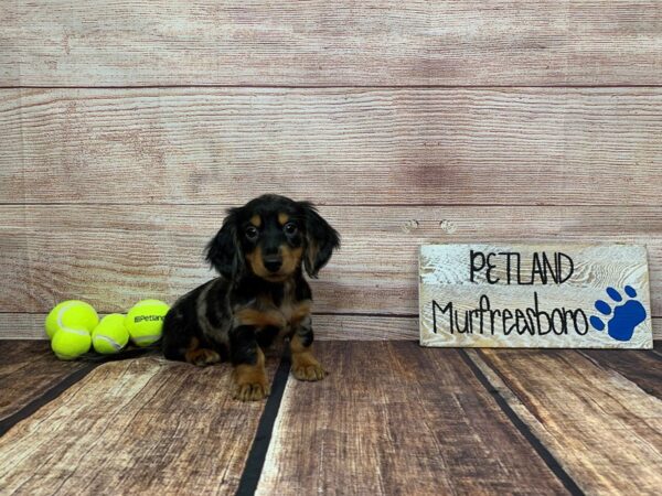 Dachshund-DOG-Male-Black / Silver-929-Petland Nashville, Tennessee