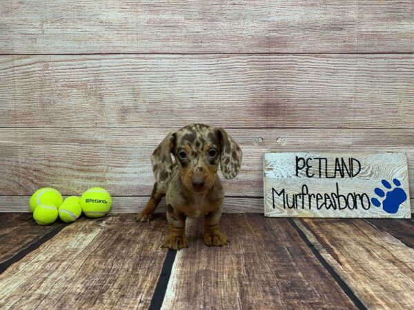 Dachshund-DOG-Male-Chocolate / Tan-930-Petland Nashville, Tennessee
