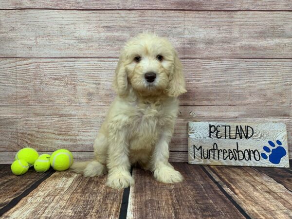 Double Doodle-DOG-Female-Light Golden-931-Petland Nashville, Tennessee