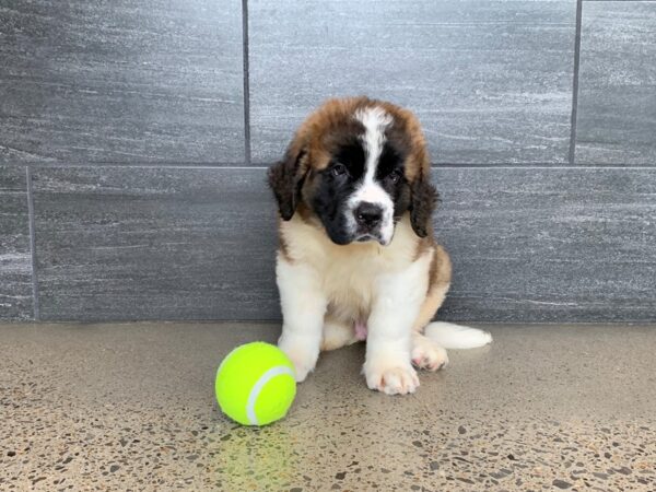 Saint Bernard-DOG-Male-Tri-937-Petland Nashville, Tennessee