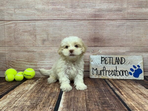 Shihpoo-DOG-Male-Cream / White-938-Petland Nashville, Tennessee