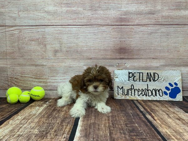 Shihpoo-DOG-Female-Chocolate / White-939-Petland Nashville, Tennessee