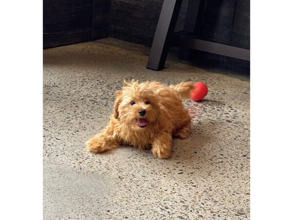 Cavapoo-DOG-Female-Apricot-944-Petland Nashville, Tennessee