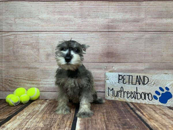 Miniature Schnauzer-DOG-Female-Salt / Pepper-951-Petland Nashville, Tennessee