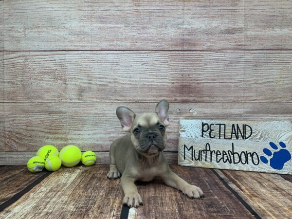 French Bulldog-DOG-Female-Blue Fawn-946-Petland Nashville, Tennessee