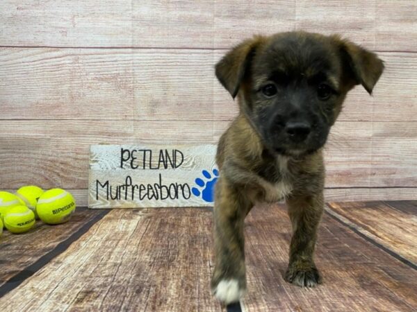 Poodle/Shiba Inu-DOG-Female-Brindle-955-Petland Nashville, Tennessee