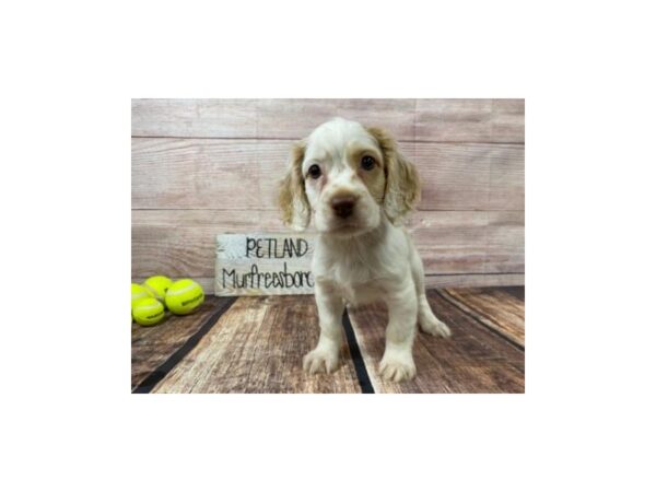 Cockachon-DOG-Female-white-952-Petland Nashville, Tennessee