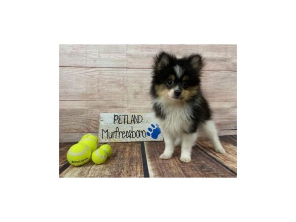 Pomeranian-DOG-Male-TRI-963-Petland Nashville, Tennessee