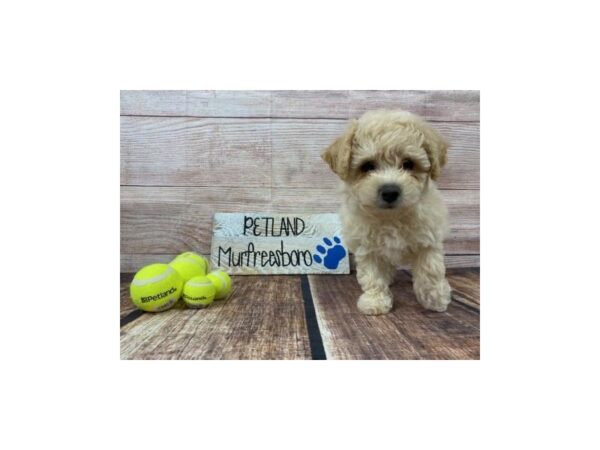 Poo Chon-DOG-Female-CREAM-961-Petland Nashville, Tennessee