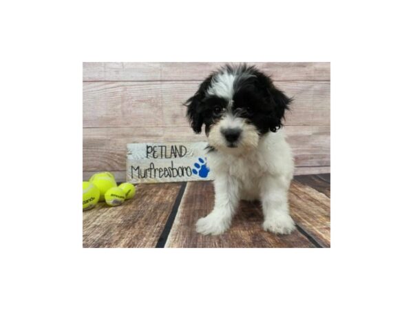 Shih Tzu/Bichon Frise-DOG-Female-White / Black-966-Petland Nashville, Tennessee