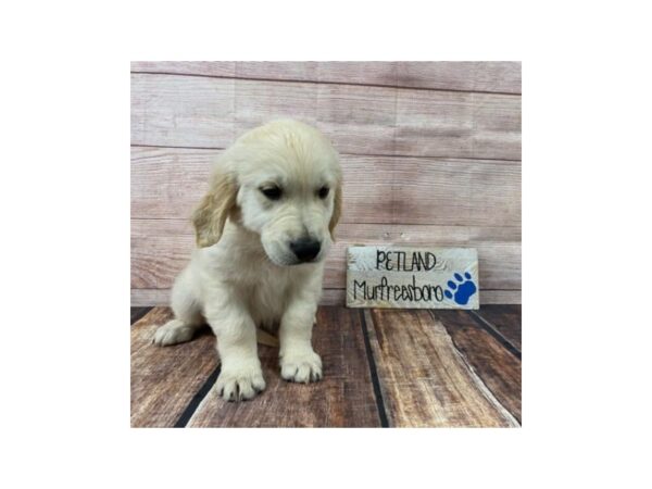 Golden Retriever-DOG-Male-Cream-969-Petland Nashville, Tennessee